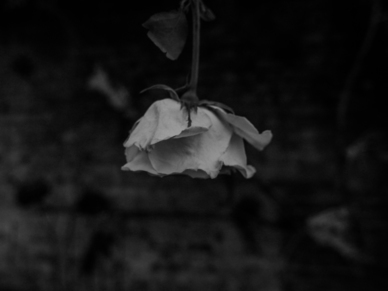 唯美的爱情句子文案摘抄 唯美的句子文案,关于爱情