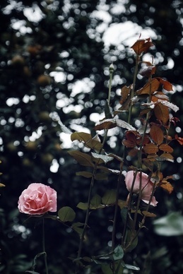 关于花的爱情短语 爱情用花来形容短语