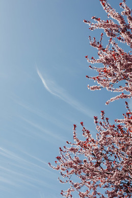 男人求爱的经典短句子文案 求爱的经典语录