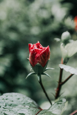 情人节朋友圈文案简短 情人节朋友圈文案怎么写？