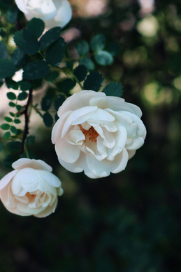 网易云热评温柔的文案 网易云最让人悲伤的文案?