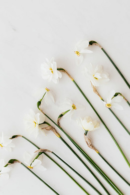 节日表白情话文案 七夕节的表白情话文案有哪些？