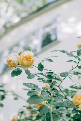 古文对感情失望伤感句子文案 表达“很无奈失望”的文言文有哪些？