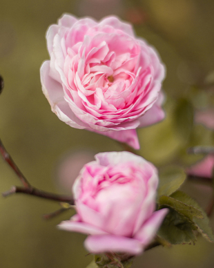 一句话打动人心爱情诗句文案 让人感动的爱情诗句文案，越多越好