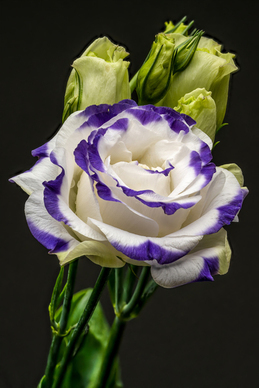 情侣甜蜜情话文案一段 我要情侣之间的情话文案，越多越好。