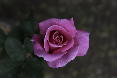 初恋这件小事名句文案 爱情名言