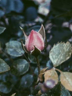 超好听的情话文案 最动听的情话文案