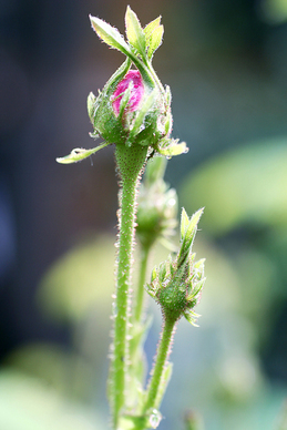 女儿想念去世父亲的话 女儿思念亡父的诗句文案