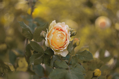 心疼男朋友工作累的话 安慰男朋友工作累的话