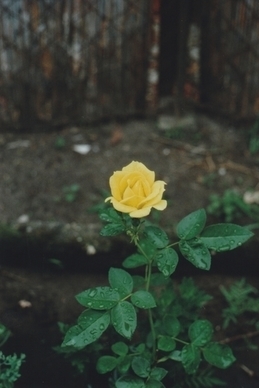 虚伪爱情扎心语录文案 爱情经典语录文案句句扎心