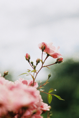 表达对一首歌喜欢的句子文案 表达一首歌入心的句子文案