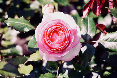 情人说说文案心情短语十字 情人节说说文案短语十字以内有些什么?