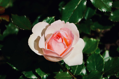 爱情金句子文案经典语录 金钱与爱情经典语录短句