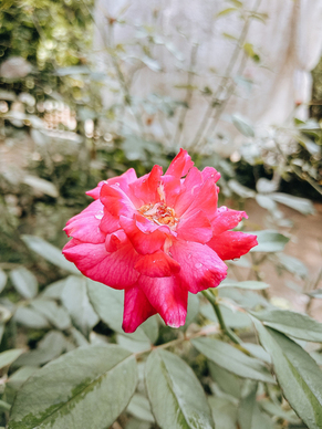 分手后开始新的生活的句子文案 因为感情开始新的生活经典句子文案