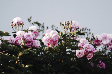 遇见你是我的幸运情话文案 遇见你是我的幸运，错过你是我的命运