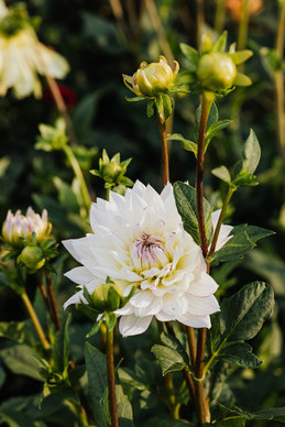 恋爱幽默聊天语录 关于爱情的幽默句子文案