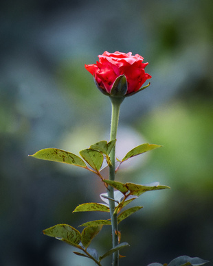 给顾客的暖心句子文案简短 给顾客的暖心句子文案简短