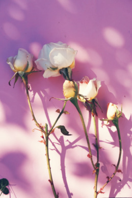 爱情是毒药经典句子文案