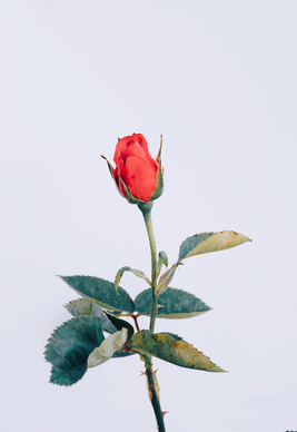 深情表白情书300字 表白情书300字