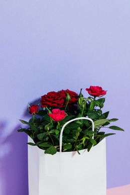 喜欢的东西要利用的经典好句文案 我最喜欢的东西的好词好句文案