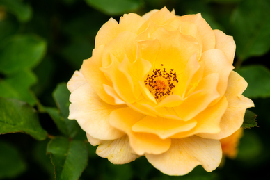 情话文案集锦文艺 有哪些文艺又惊艳的情话文案？