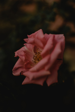 写给男朋友的简短小情书 写给男朋友的小情书经典语录文案