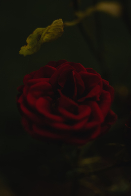 形容女人自己开车的话 用那三句话可以形容女人开车