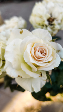 男人对女人表忠心的话 男人对女人的承诺的话语