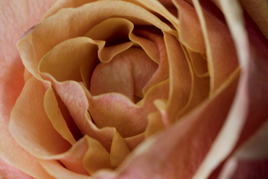 追女生坚持不懈的句子文案 追女孩的励志句子文案