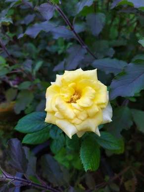 朝夕相处的爱情句子文案 表达长久陪伴的唯美句子文案