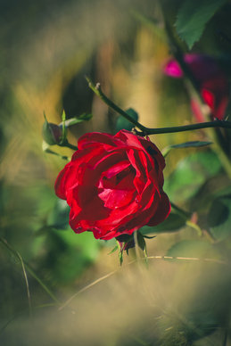 女人自律的句子文案 女人自律的句子文案