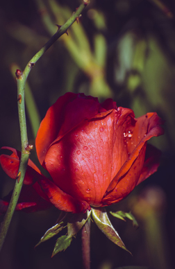 小红书情话文案大全 小情话大全