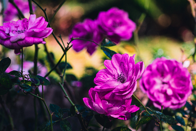 美好爱情的文案短句 干净治愈的爱情文案短句有哪些？