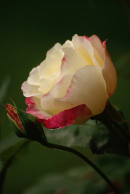 生日温柔到爆的句子文案 生日感动到哭的句子文案