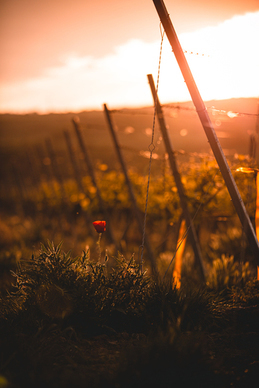 向女孩表白的情话文案 给女生表白的情话文案