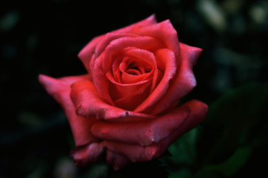 网易云热评情话 网易云的热评句子文案有什么？