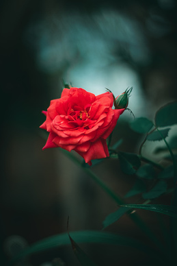 给男朋友英文情话文案短句 给男朋友留言的英文短句