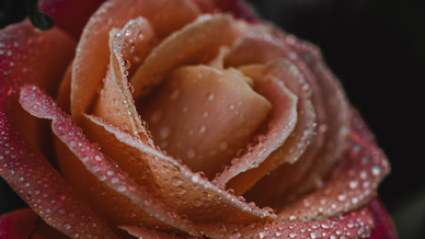 给女生告白最深情的话