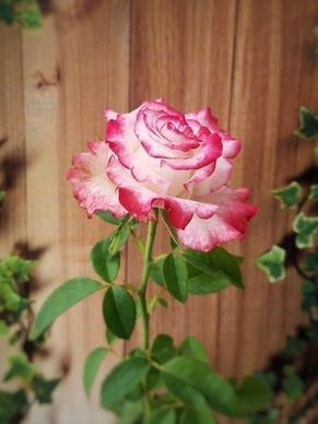 追女生表白感动的话 对女生表白的话感人的怎么说?