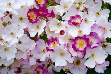 女人没有依靠的句子文案说说 女人没有依靠的句子文案有哪些?