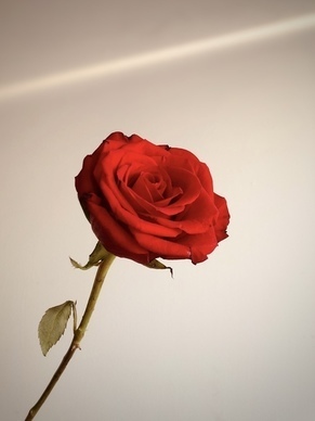 看透爱情看透你的伤感句子文案 看透爱情后的伤感狠话