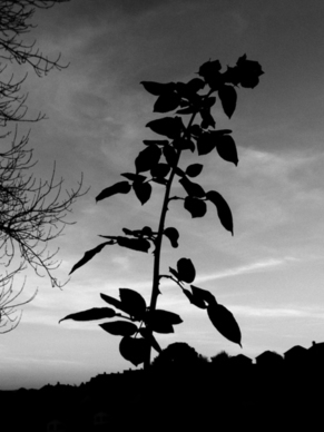 思念远方的你的短诗句文案 思恋远方的你诗句文案