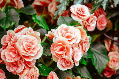 结婚7周年纪念日说说文案 结婚七周年的心情说说文案