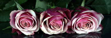 14字表白情话文案 谁能写出14个字。或28个字得表白情话文案