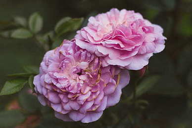 同意别人告白的话 接受别人的表白的话