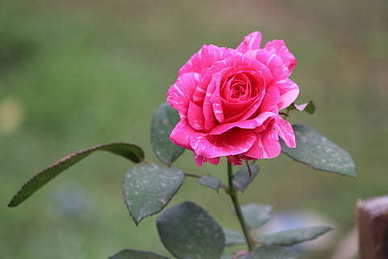 对男朋友说的浪漫情话文案 对男朋友说的浪漫短语情话文案？