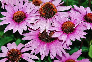 描述爱情美好的句子文案温馨 形容爱情美好的唯美句子文案大全