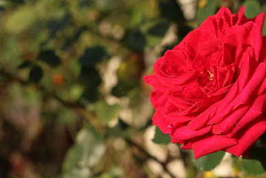 六字情话文案最暖心短句 闺蜜情话文案最暖心6个字