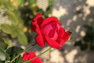 女朋友过生日感动的话500字 女朋友过生日说什么感动的话?