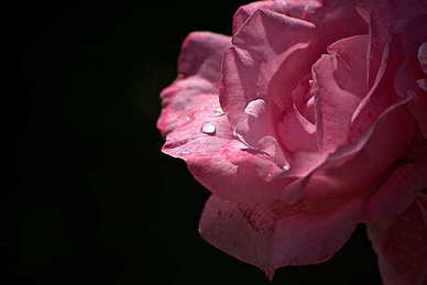 不婚主义的经典句子文案 有没有不婚主义者的？说说理由！